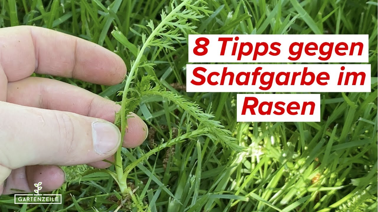 Video: Schafgarbe im Rasen bekämpfen - 8 Tipps gegen Schafgarbe im Rasen + 1 extra Tipp