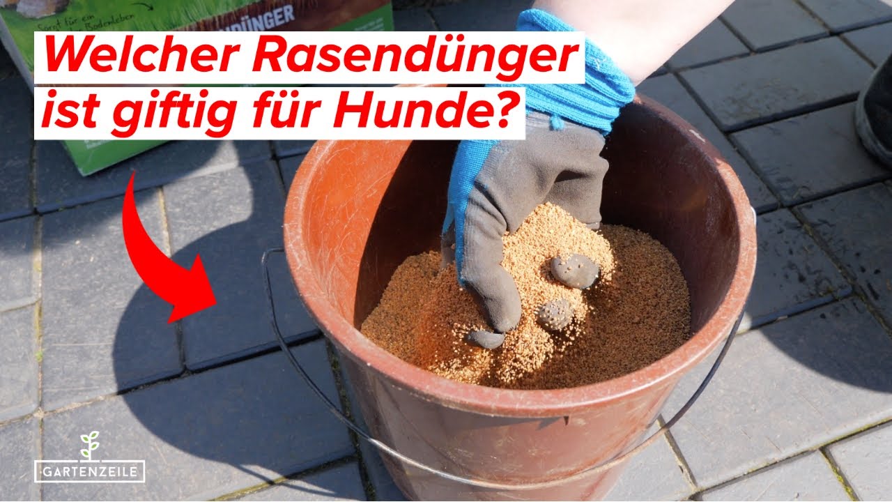 Video: Welcher Rasendünger ist giftig für Hunde? Diese Dünger solltest du als Hundebesitzer verwenden!