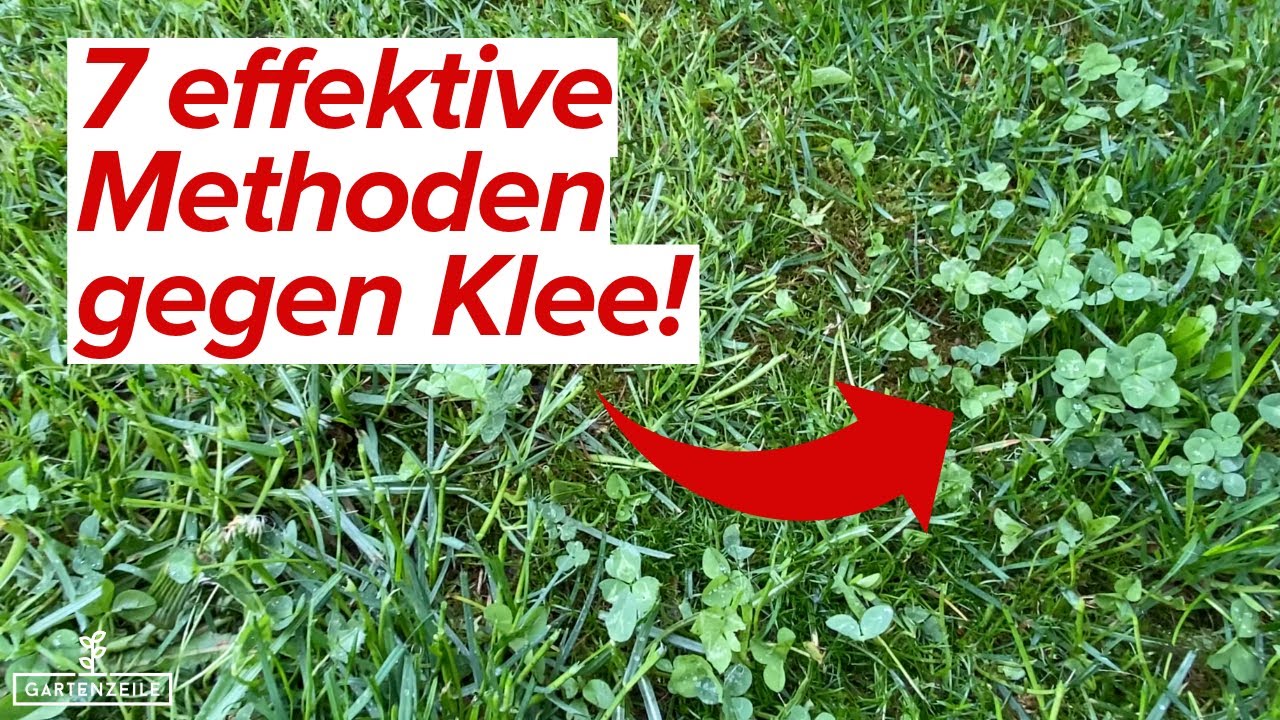 Video: 7 effektive Methoden gegen Klee im Rasen [so entfernst du ihn dauerhaft]