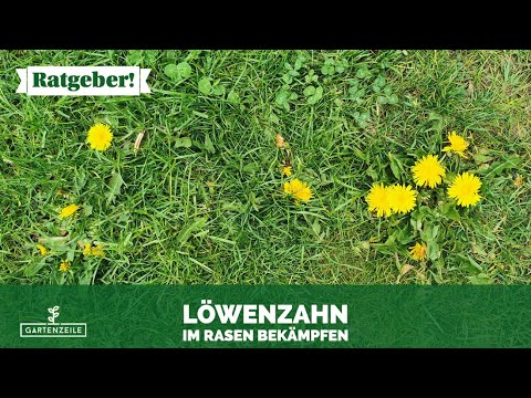 Video: Löwenzahn im Rasen entfernen! Diese 5 Optionen hast du! Unsere klare Empfehlung!