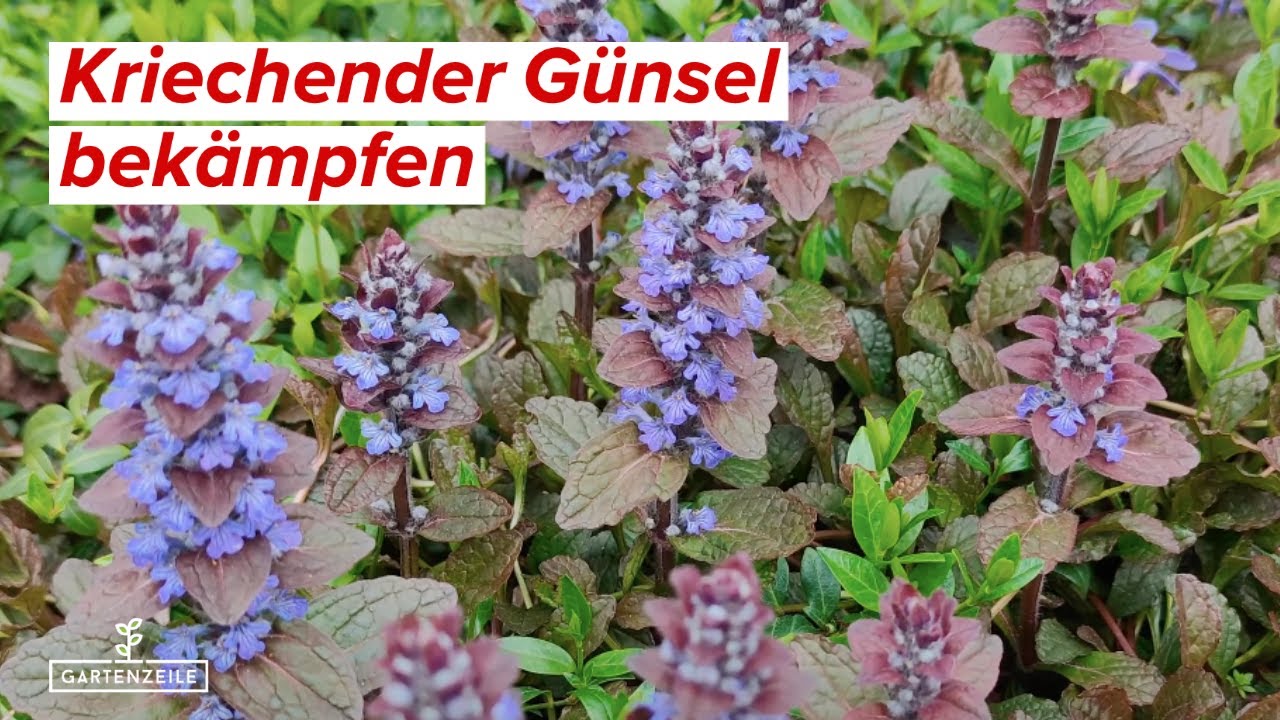 Video: Kriechender Günsel wuchert - Das könnt Ihr dagegen tun! Günsel aus dem Rasen entfernen!