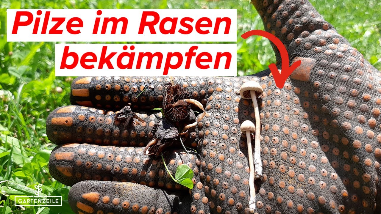 Video: 8 Tipps gegen Pilze im Rasen - So wirst du sie ganz einfach los!