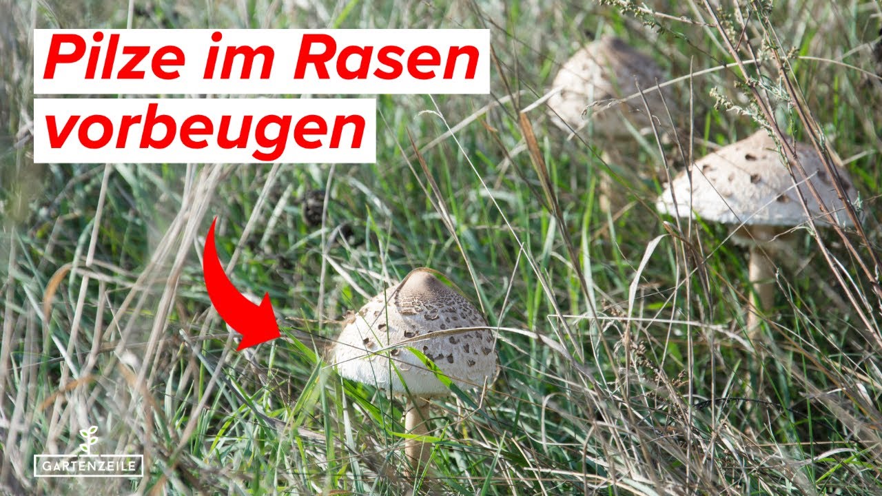 Video: Pilze im Rasen - So könnt ihr EFFEKTIV VORBEUGEN! Unsere Tipps!