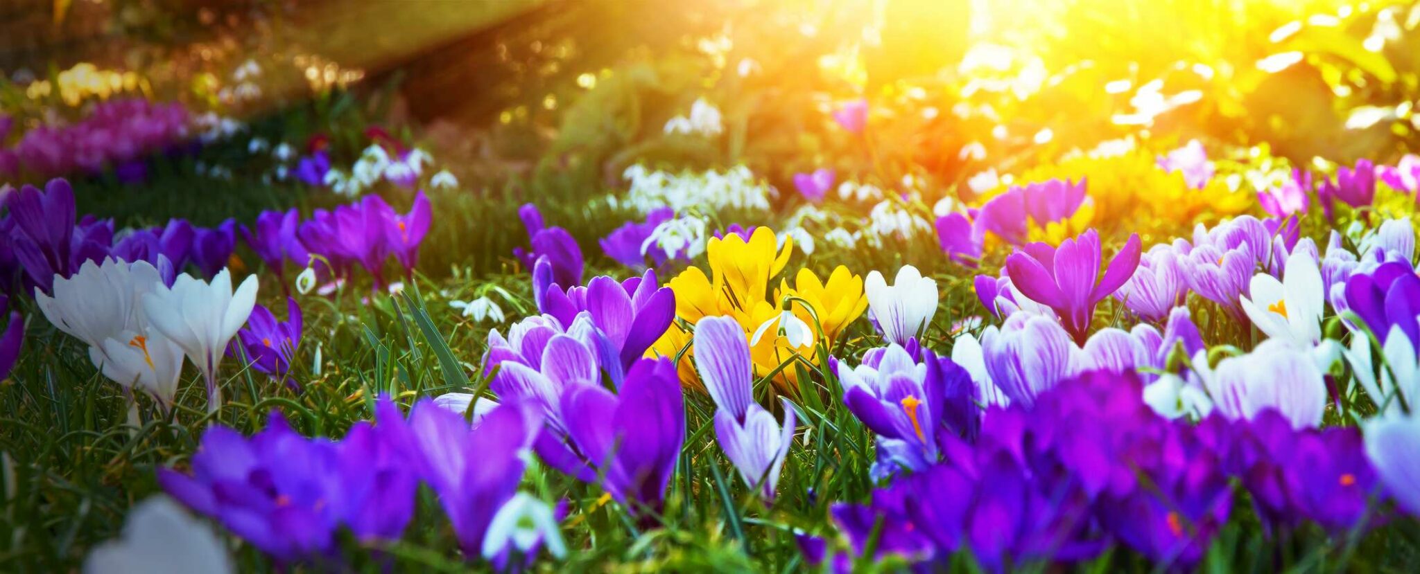 Garten mit gepflegtem Rasen im Frühjahr