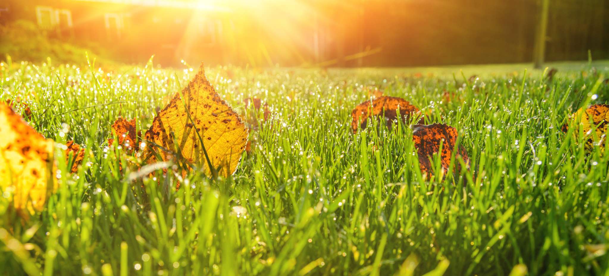 Rasenfläche mit Herbstlaub
