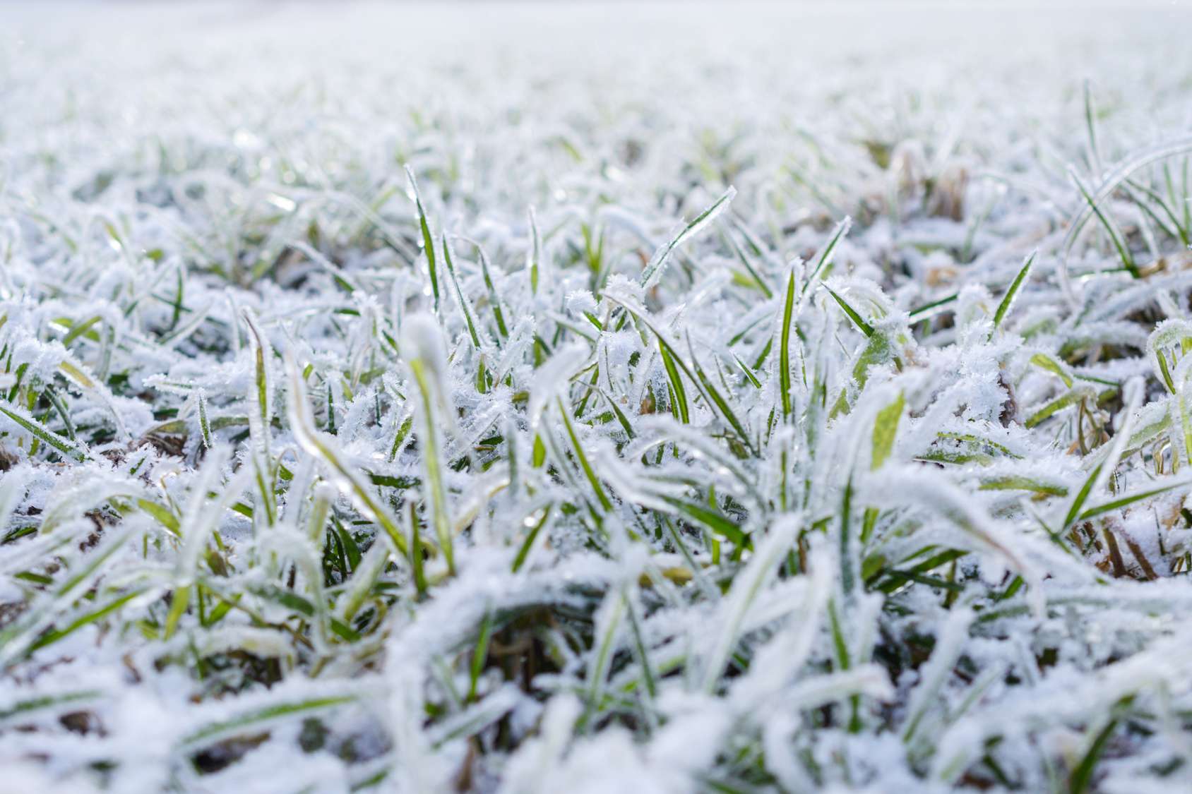 Rasenhalme mit Raureif bei Frost
