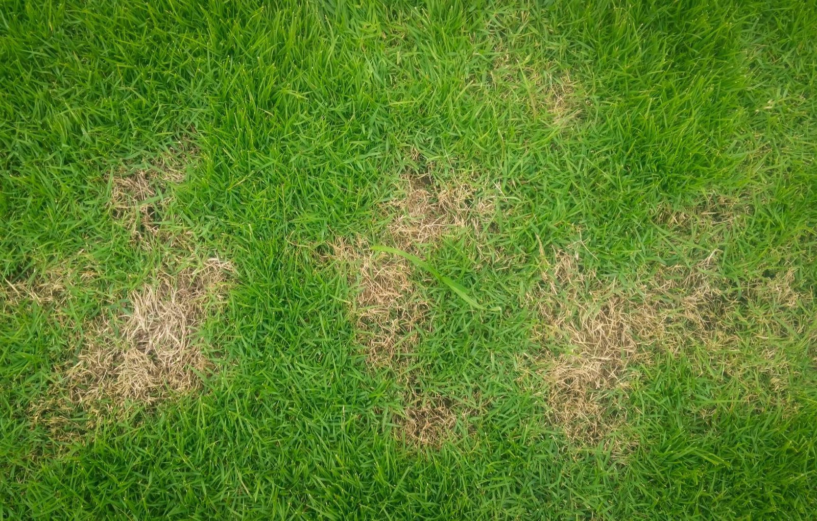 Braune Flecken im Rasen nach Überdüngung
