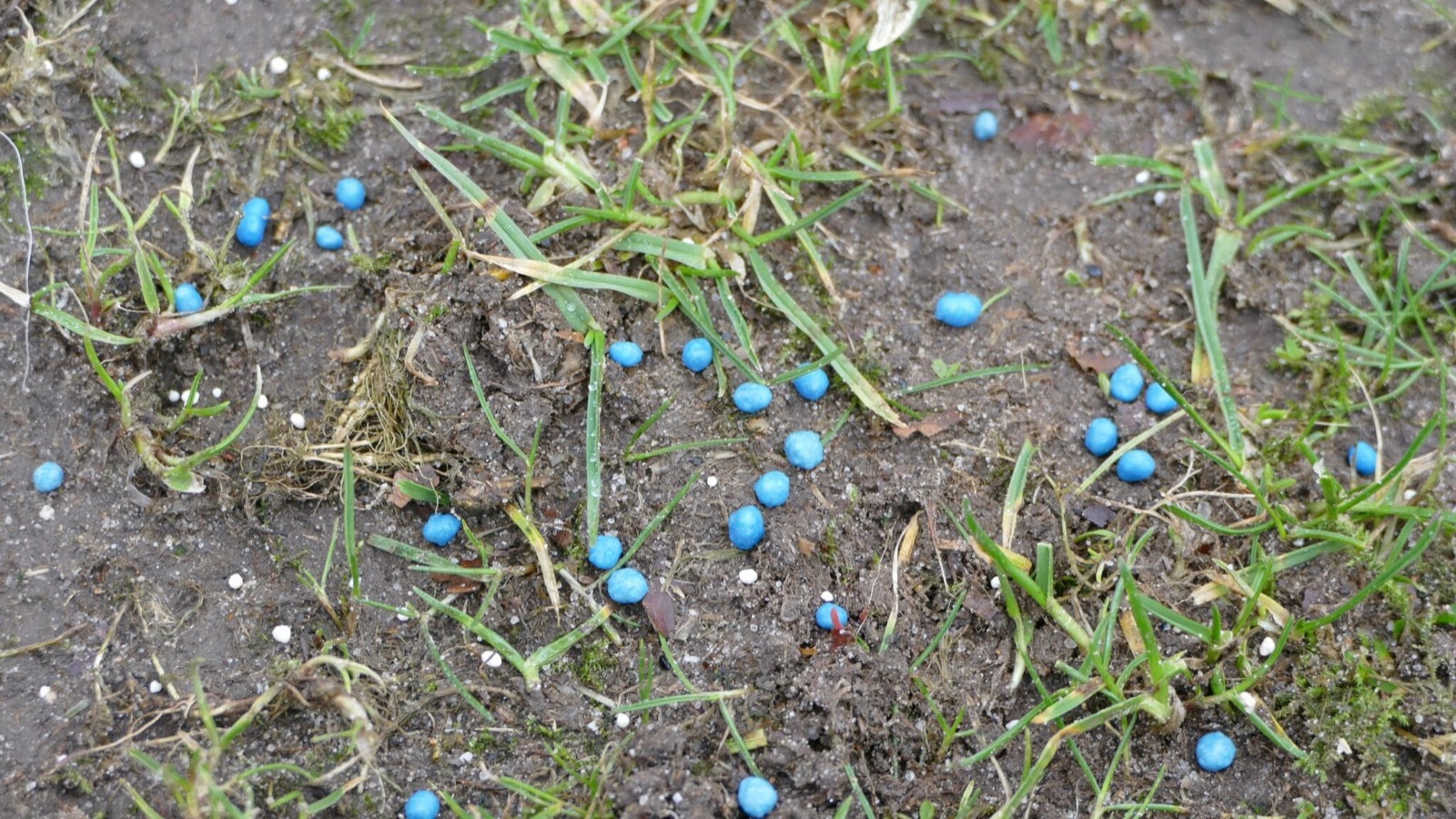 Blaue Düngerkörner liegen zwischen den Halmen eines lückigen Rasens