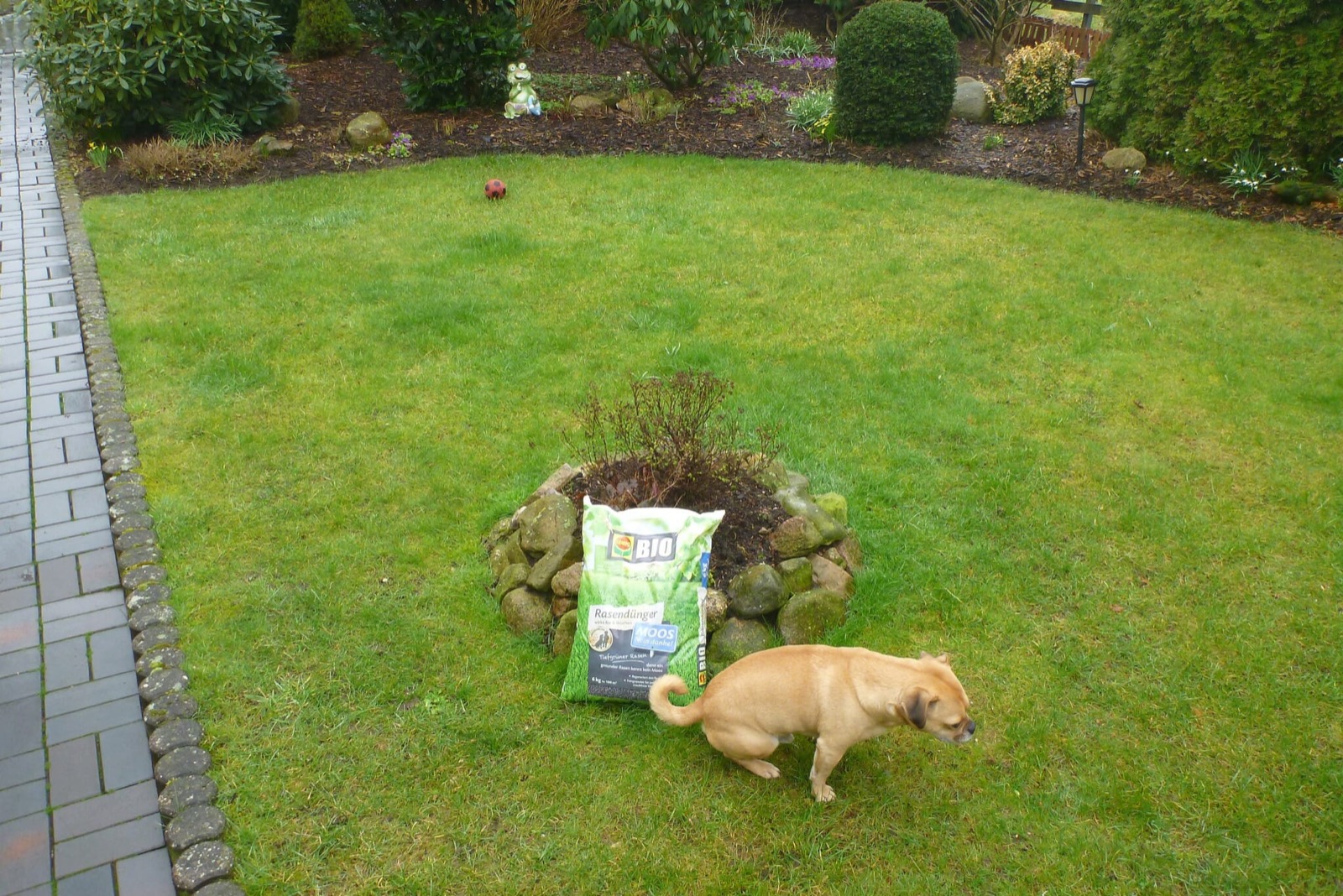 Hund auf dem Rasen neben einem Sack Bio-Rasendünger